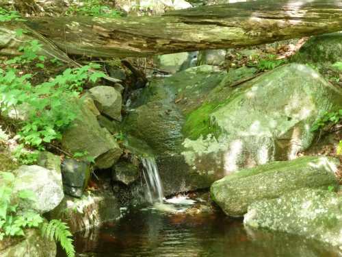 A serene stream flows over rocks, surrounded by lush green foliage and a fallen log in a tranquil forest setting.