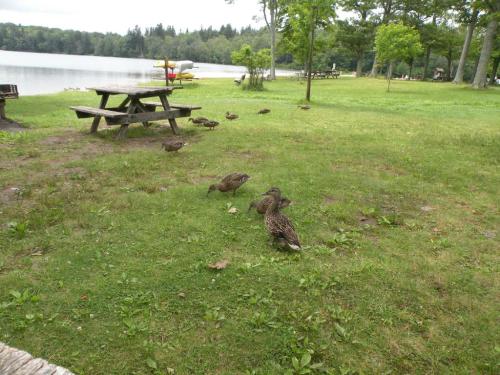 Ducks foraging on grassy shore near a lake, with picnic tables and trees in the background.