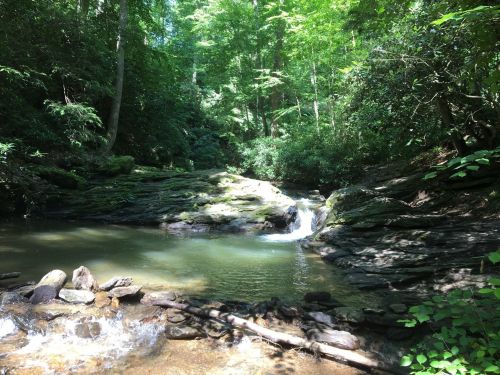 A serene forest scene featuring a small waterfall flowing into a calm pool, surrounded by lush greenery and rocks.