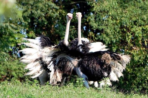 Two ostriches display their feathers in a lush green setting, showcasing their distinctive black and white plumage.