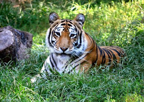 A tiger resting in tall green grass, with its distinctive orange and black stripes visible.