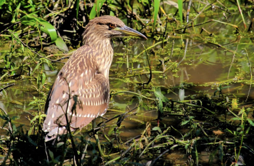 A brown bird with streaked feathers stands near water, surrounded by green grass and aquatic plants.