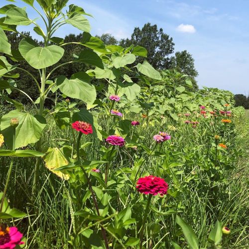 A vibrant field of colorful flowers, including pink zinnias, surrounded by tall green plants under a clear blue sky.