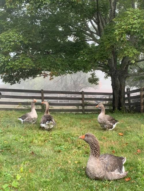Four geese standing on green grass near a wooden fence, with a foggy background and a tree nearby.