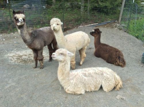 Four alpacas of varying colors are gathered on a gravel surface, with one lying down and the others standing.