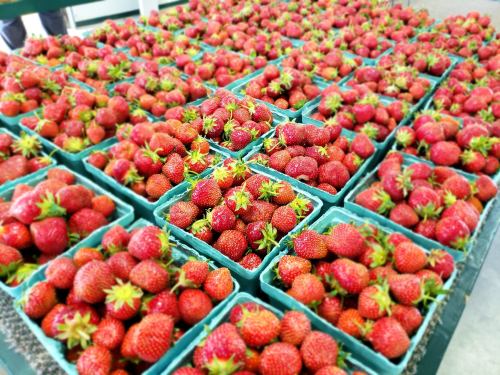 Baskets of fresh, ripe strawberries arranged neatly on a table.
