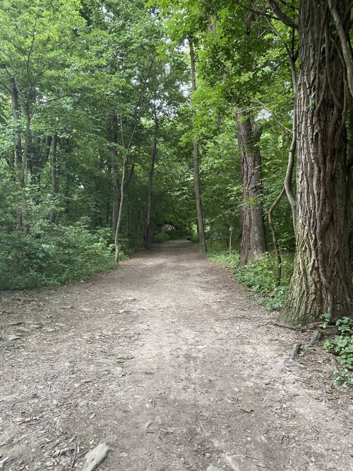 A dirt path winding through a lush green forest with tall trees on either side.