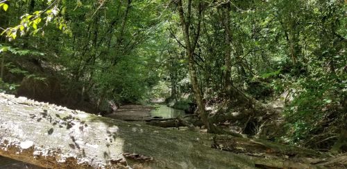 A serene forest scene with a narrow creek surrounded by lush greenery and fallen logs.