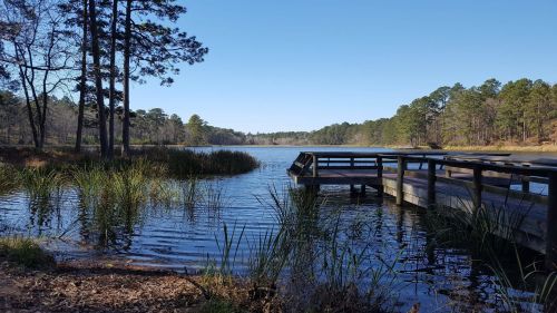 A serene lake surrounded by trees, featuring a wooden dock and tall grasses along the water's edge.