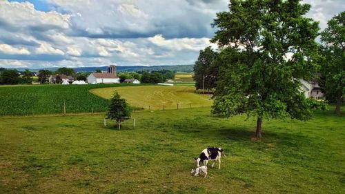 A peaceful farm scene with a cow and calf grazing on green grass, surrounded by fields and a cloudy sky.