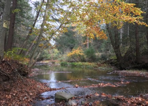 A serene forest scene with a winding creek, surrounded by trees with autumn leaves and a peaceful atmosphere.