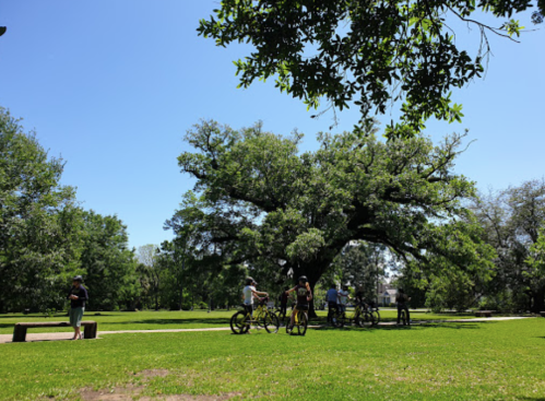A group of people on bicycles gathered under a large tree in a sunny park with green grass.