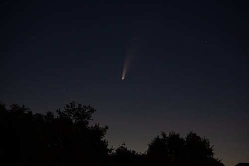 A comet streaks across a dark night sky, above silhouetted trees, with stars twinkling in the background.