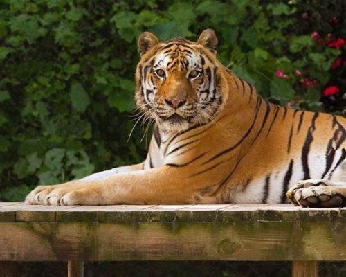 A majestic tiger lounging on a wooden platform, surrounded by lush greenery and colorful flowers.
