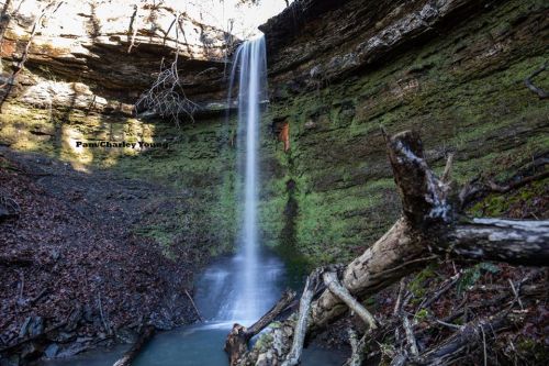A serene waterfall cascades down moss-covered rocks into a tranquil pool, surrounded by lush greenery and fallen branches.