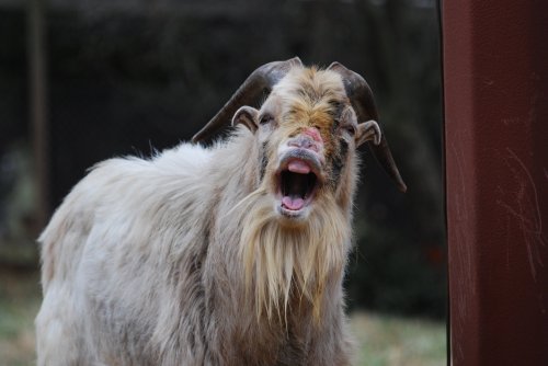 A close-up of a goat with long fur and prominent horns, appearing to shout or bleat in a natural setting.