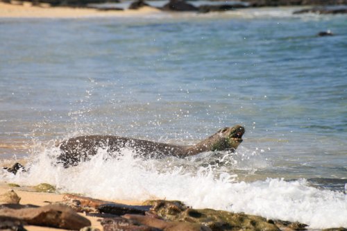 A seal splashes in the water near a sandy beach, surrounded by rocks and gentle waves.