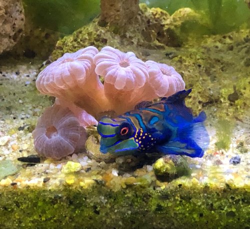 A vibrant blue fish swims near soft pink coral in a sandy aquarium setting.