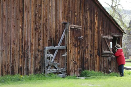 A person in a red jacket leans against a rustic wooden barn, with a weathered fence nearby and green grass in the foreground.
