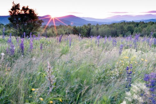 A vibrant sunset over rolling mountains, with a field of purple lupines and tall grasses in the foreground.