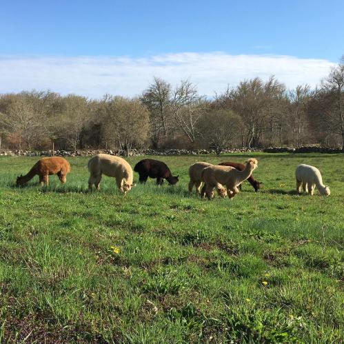 A group of six alpacas grazing in a green field under a clear blue sky. Trees are visible in the background.