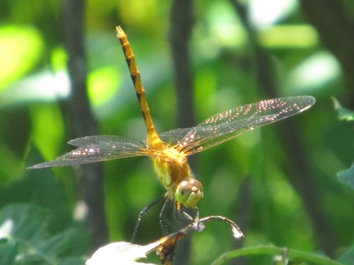 A close-up of a golden dragonfly perched on a leaf, with its wings spread and shimmering in sunlight.