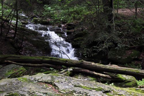 A serene forest scene featuring a small waterfall cascading over rocks, surrounded by lush greenery and fallen logs.
