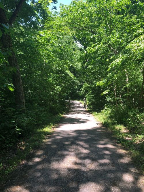A sunlit path through a lush green forest, surrounded by trees and dappled sunlight on the ground.