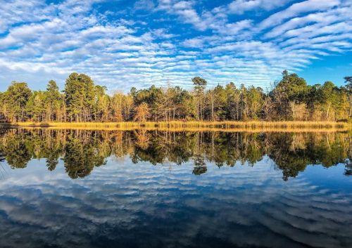 A serene lake reflecting trees and a blue sky with clouds, creating a peaceful natural landscape.