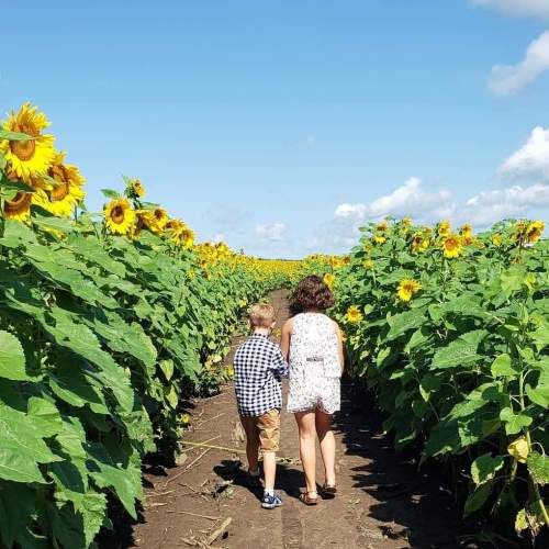 Two children walk through a sunflower field, surrounded by tall sunflowers under a bright blue sky.