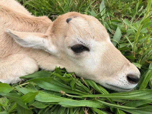 A young calf resting on green grass, with its head lowered and eyes closed.