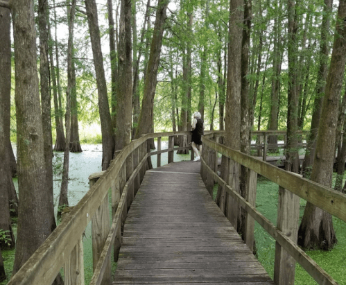 A wooden walkway winds through a lush, green forest with tall trees and a serene atmosphere.