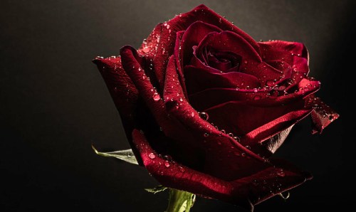 A close-up of a dark red rose with water droplets, set against a soft, dark background.