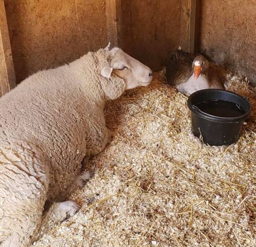A sheep and a goose resting together in a cozy barn, surrounded by straw and a water bucket.