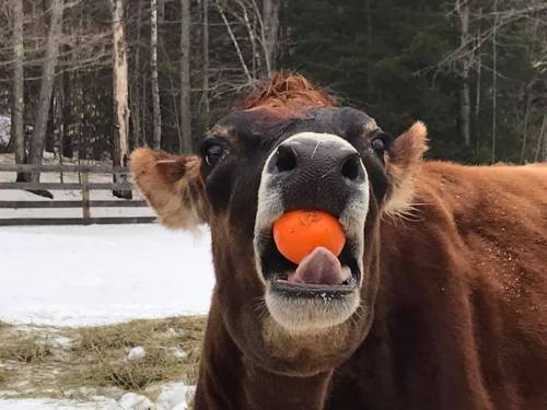 A brown cow with an orange ball in its mouth, standing in a snowy field with trees in the background.