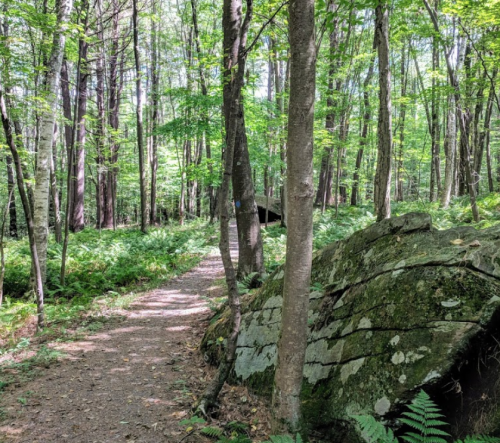 A serene forest path lined with trees and ferns, leading to a wooden structure in the distance.