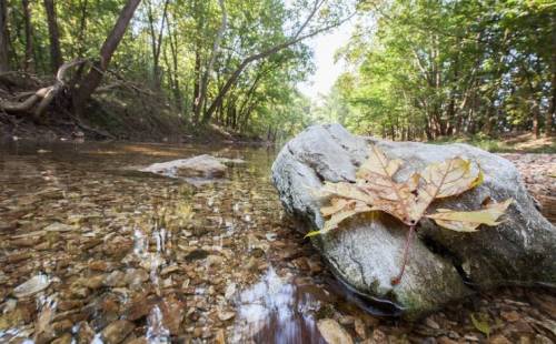 A leaf rests on a rock in a shallow stream, surrounded by trees and pebbles, with sunlight filtering through the foliage.