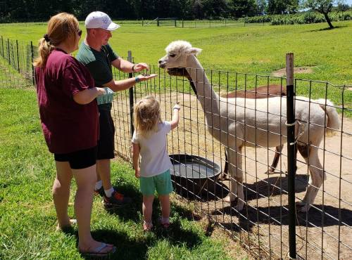 A family feeds an alpaca at a farm, with a child reaching out to the animal through a fence.