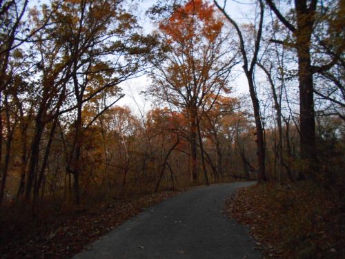 A winding path through a forest with autumn leaves and trees, showcasing vibrant orange and yellow foliage.