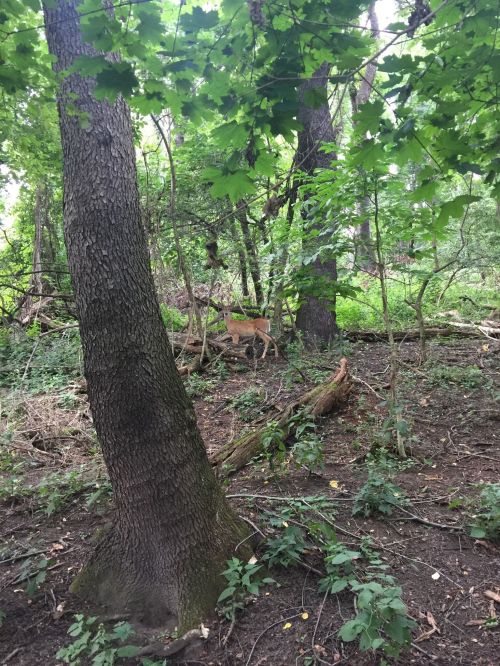 A deer stands among trees and greenery in a dense forest setting.