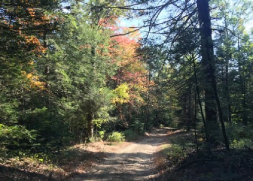 A winding dirt path through a forest with vibrant autumn foliage and sunlight filtering through the trees.