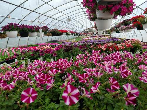 A vibrant greenhouse filled with colorful flowers, including pink and purple petunias, in hanging baskets and pots.