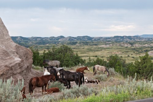 A group of horses resting in a grassy area with rolling hills and cloudy skies in the background.
