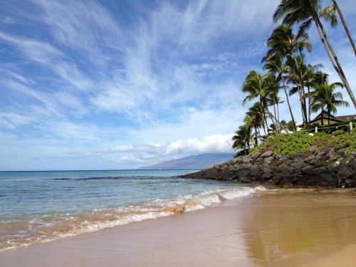 A serene beach scene with gentle waves, palm trees, and a clear blue sky in the background.