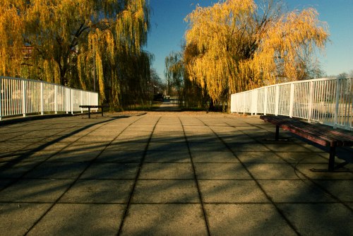 A serene pathway with benches, lined by willow trees, under a clear blue sky. Shadows cast on the pavement.
