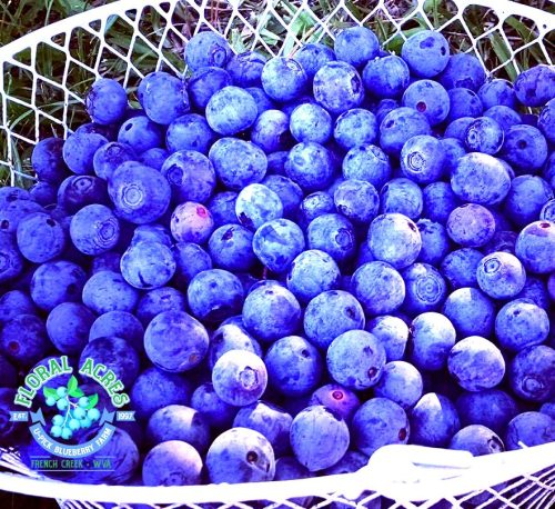 A close-up of a basket filled with fresh, plump blueberries.