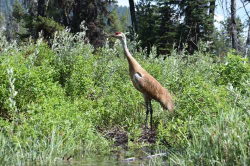 A tall bird with a long neck stands among lush green vegetation near a body of water.