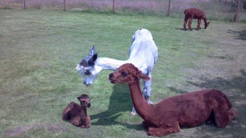 Three alpacas, one brown lying down, one gray and white standing, and a small brown cria, on green grass.
