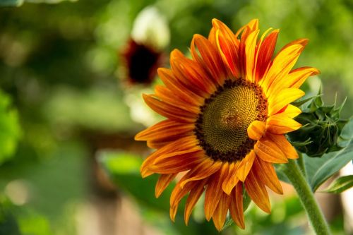 A vibrant sunflower with orange and yellow petals, set against a blurred green background.