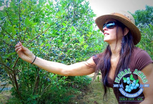 A woman in a hat picks blueberries from a bush in a sunny field, with a logo for Floral Acres in the corner.